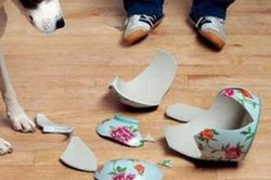 Con gái làm vỡ bình quý, không ngờ lộ bí mật cha giấu hơn chục năm