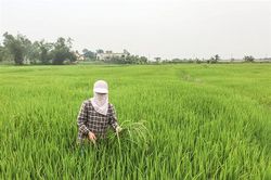 Tập trung phòng trừ sâu bệnh hại lúa