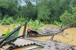 Bất ngờ với lũ dị thường, bà con ứa nước mắt nhìn vụ mùa mất trắng
