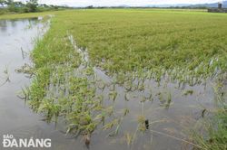 Đà Nẵng tiếp tục triển khai ứng phó, khắc phục hậu quả mưa lớn
