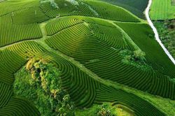 Ngắm đồi chè Mộc Châu từ 'mắt đại bàng'