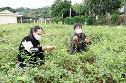 Hướng đi mới từ cây dược liệu dưới tán rừng