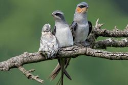Chim 'lạ' làm tổ trên dây cáp điện gây hot cõi mạng: Là chim gì?