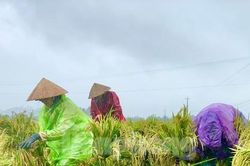 Nông dân Quảng Ngãi đội mưa ra đồng dựng lúa đổ rạp giữa làn nước bạc
