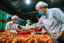 Nông sản xuất khẩu: Nâng cao năng suất, chất lượng nhờ khoa học – công nghệ