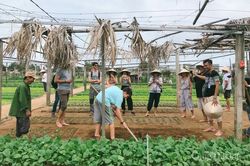 Nghề rau 100 tuổi Trà Quế là di sản văn hóa phi vật thể quốc gia