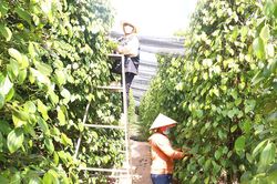 Giá hồ tiêu Tây Nguyên giảm nhẹ so với các vùng trồng trong nước