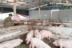 Kinh tế Nông nghiệp - Nông thôn Tái cơ cấu nông nghiệp, thúc đẩy kinh tế địa phương