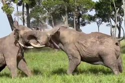 Video hai con voi 6 tấn ở Kenya lao vào giao chiến ngay trước mắt du khách