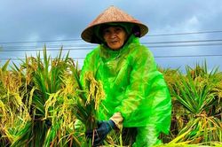 Người dân đội mưa buộc lúa hòng cứu vụ Đông Xuân