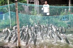 Dạy cá bú bình và làm xiếc