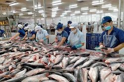 Xuất khẩu cá tra sang thị trường Anh: Tận dụng cơ hội từ UKVFTA