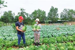 Thu nhập khá từ sản xuất nông nghiệp sạch