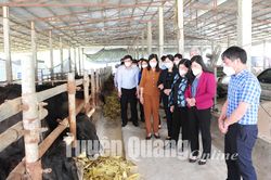 Đoàn công tác tỉnh Bắc Kạn tham quan một số mô hình kinh tế HTX tại Tuyên Quang