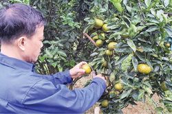 Kinh tế Biến vườn tạp thành vườn kinh tế