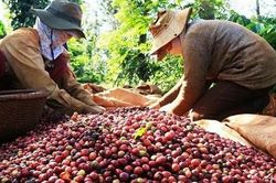 Xuất khẩu cà phê sang thị trường Trung Quốc giảm mạnh