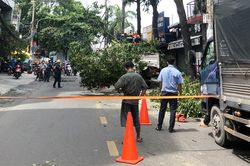 Kiến nghị quy chế hỗ trợ tai nạn do cây xanh ngã, đổ