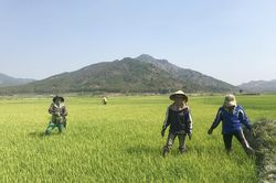 Chư Păh: Hơn 3,3 tỷ đồng xây dựng cánh đồng một giống và duy tu hạ tầng nông nghiệp