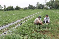 Phát triển toàn diện vùng đồng bào Khmer Trà Vinh