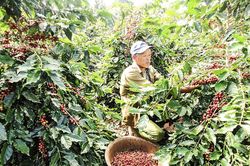 Trung tâm Khuyến nông chú trọng hoạt động nghiên cứu khoa học