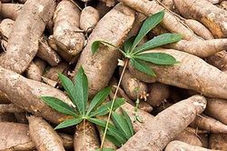 Sắn là sản phẩm chủ lực với kim ngạch xuất khẩu 1,35 tỷ USD/năm