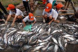 Cơ hội hồi sinh cho doanh nghiệp cá tra đang rộng mở