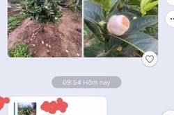 Bạch hải đường bị 'thổi giá' và lời cảnh báo vỡ mộng hoa