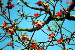 Hoa gạo nở đỏ rực một góc trời vùng quê