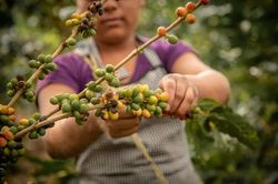 Giá cà phê ngon nhất của Nicaragua vượt giá trung bình của Trung Mỹ