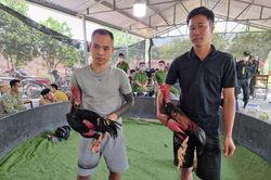 Bắt 40 sư kê đang say sưa sát phạt trong sới gà ở Vĩnh Phúc