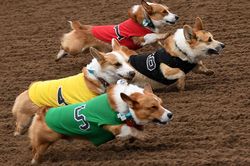 100 chú chó Corgi tham gia thi chạy, cuộc đua bỗng biến thành cuộc thi ảnh hài hước