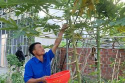 Bí thư chi đoàn khởi nghiệp từ hoa đu đủ đực