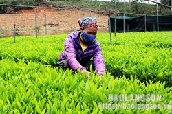 Hữu Lũng: Lan tỏa phong trào thi đua yêu nướcTin khácĐa dạng hình thức tuyên truyền, giáo dục truyền thống lịch sửLinh thiêng nguồn cội đất tổ Hùng Vương