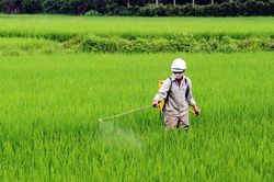 Kịp thời phòng bệnh bạc lá, đốm sọc do vi khuẩn trên lúa
