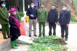 Hà Giang phát hiện hơn 11 ngàn cây thuốc phiện trồng trái phép trong 3 tháng