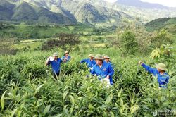 Xây dựng đề án kiện toàn tổ chức lực lượng TNXP tại Nghệ An trong thời kỳ mới