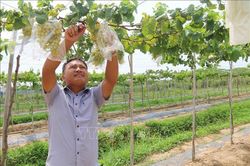Xây dựng mô hình trồng nho an toàn tại Trà Vinh