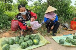Dưa hấu Vĩnh Tú mất trắng do mưa lũ trái mùa