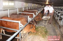 Giải pháp giảm chi phí thức ăn chăn nuôi