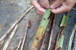 Sâu đầu đen hại dừa bùng phát ở Trà Vinh