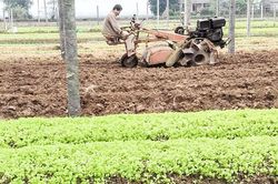 Nhiều định hướng lớn trong sản xuất nông nghiệp ở Triệu Phong