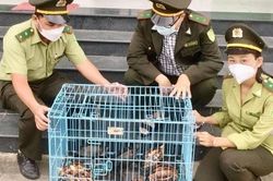 2 cá thể rùa quý hiếm tại Trung tâm Bảo tồn bị đánh cắp