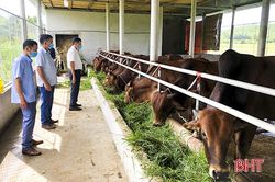 Nông dân Tân Hương thu nhập cao nhờ đa dạng hóa cây trồng, vật nuôi