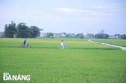 Để hạt cho mùa sau