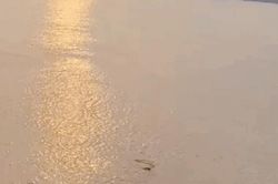 Sự thật về con cá sấu lớn bơi lội giữa hồ Tây khiến dư luận kinh hãi