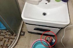 Phát hiện vật lạ màu đen trong phòng tắm, cô gái sốc khi biết sự thật