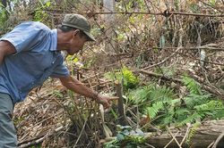 Chặt cây bản địa trái phép trong rừng trồng phòng hộ ở Thừa Thiên-Huế