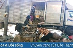 Người dân vùng biển Hậu Lộc nâng cao thu nhập nhờ n uôi trồng thủy, hải sản
