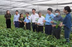 Cam Lộ: Sẽ ươm 1 triệu bầu giống quế hữu cơ
