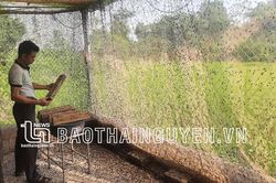 Nuôi ruồi lính đen làm 'siêu thực phẩm' chăn nuôi